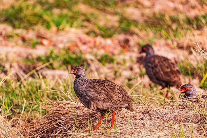 Red-necked spurfowl